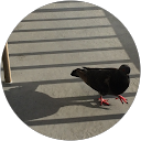Sheila Mckinney profile picture